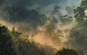 Hutan. Foto: Pixabay