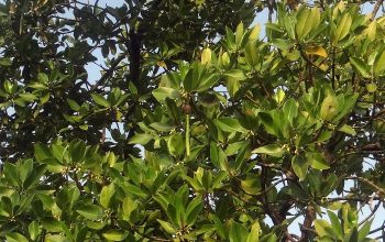 mangrove. foto: pixabay