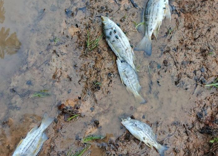 Ikan-Ikan Disungai Dumagin Mendadak Mati, Ada Apa?